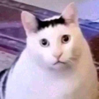 Huh Cat Meme Sound Effect